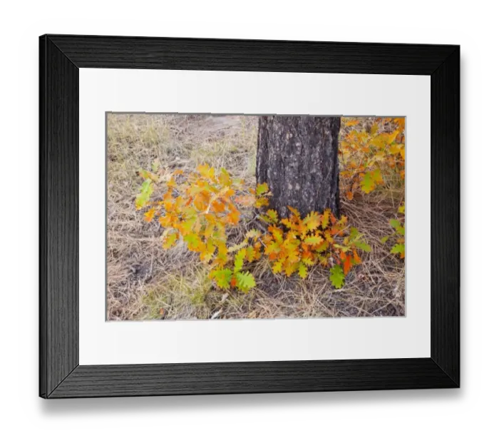 Framed Print : USA, North America, Colorado Framed Print : USA, North America, Colorado