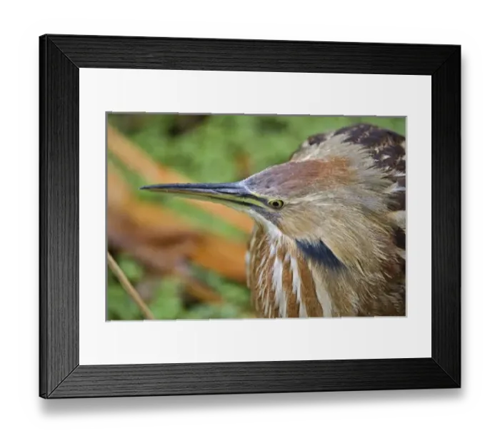 Framed Print : Unknown. American Bittern, Botaurus lentiginosus