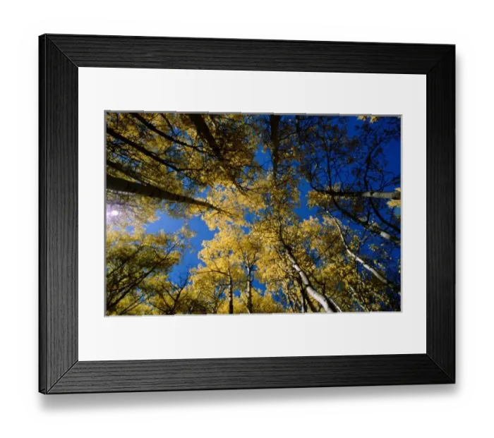 Framed Print : North America, USA, Colorado. Yellow aspen trees on Kebler Pass near Crested Butte Framed Print : North America, USA, Colorado. Yellow aspen trees on Kebler Pass near Crested Butte
