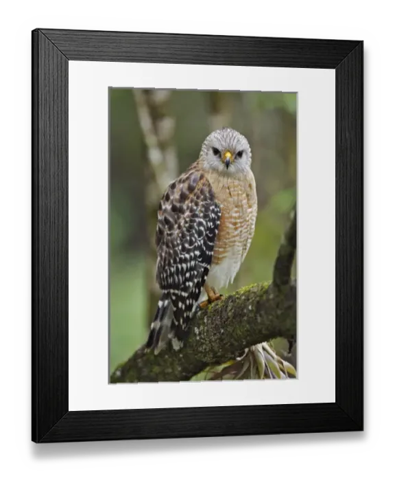 Framed Print : USA, North America, Florida Framed Print : USA, North America, Florida