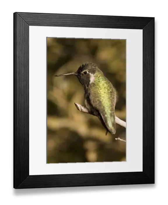 Framed Print : USA, North America, Arizona Framed Print : USA, North America, Arizona