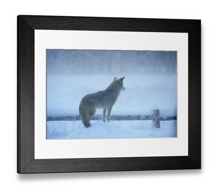 Framed Print : California: Yosemite National Park, coyote (Canis latrans) hunting mice in snow, December Framed Print : California: Yosemite National Park, coyote (Canis latrans) hunting mice in snow, December