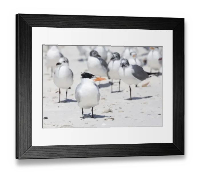 Framed Print : USA - Florida - Royal Tern on beach Framed Print : USA - Florida - Royal Tern on beach