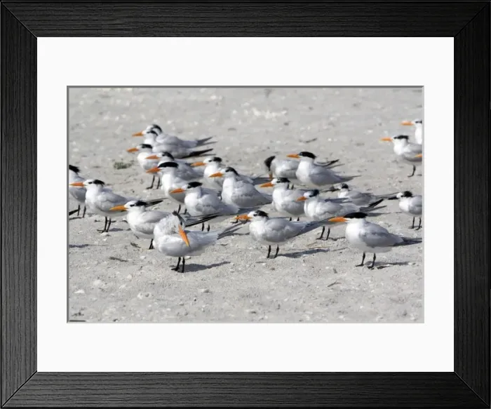 Framed Print : Royal Terns on the beach in Sanibel Island on the Gulf Coast of Florida