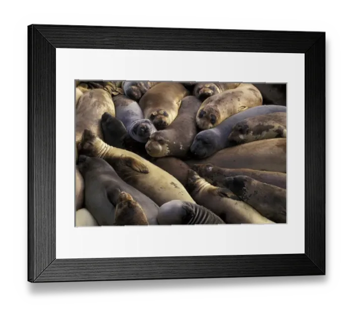 Framed Print : North America, USA, California, Big Sur Coast. Northern Elephant Seals (Mirounga Framed Print : North America, USA, California, Big Sur Coast. Northern Elephant Seals (Mirounga
