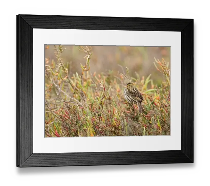 Framed Print : USA, North America, California