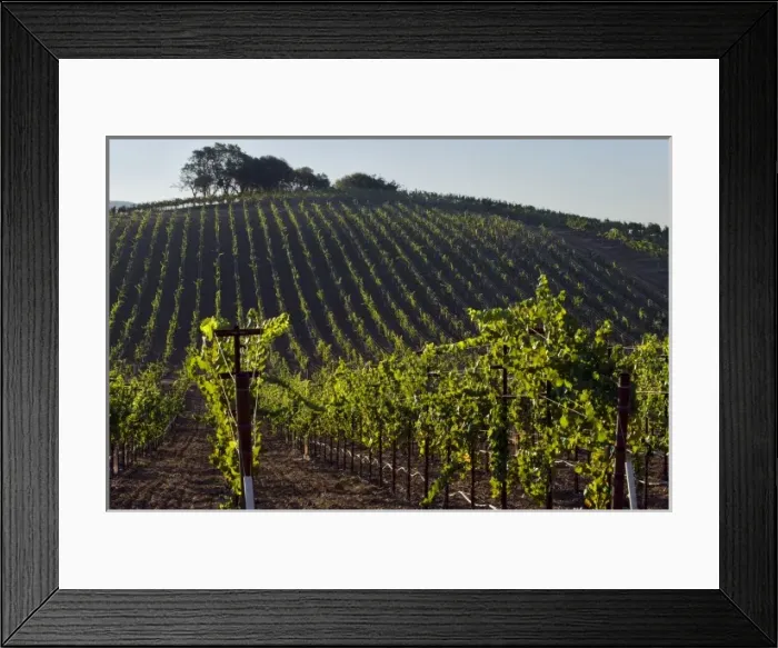 Framed Print : Early morning light in the vineyard of Kunde Estate Winery & Vineyard on Sonoma Highway