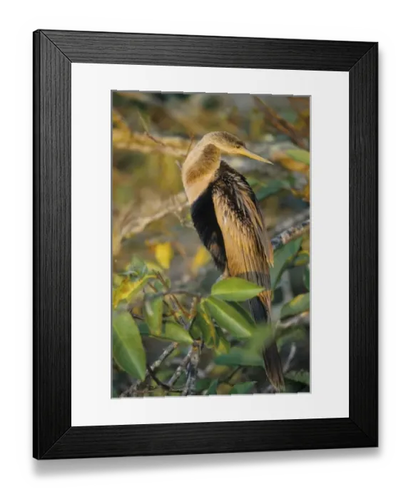 Framed Print : USA, North America, Florida