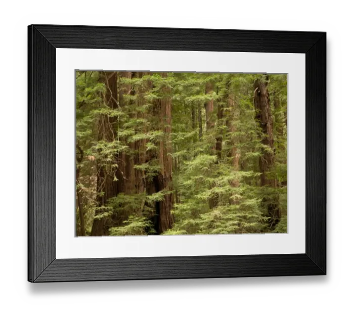 Framed Print : USA, North America, California