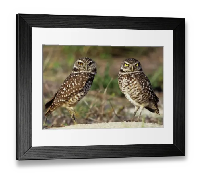 Framed Print : USA, North America, Florida Framed Print : USA, North America, Florida