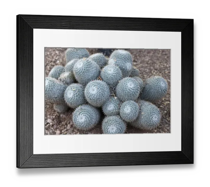 Framed Print : Phoenix, Arizona. Cactus at the Desert Botanical Garden Framed Print : Phoenix, Arizona. Cactus at the Desert Botanical Garden
