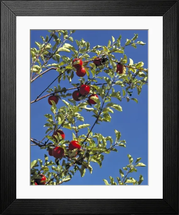 Framed Print : USA, Colorado, Grand Mesa. Red apples hang ready for harvest in Grand Mesa, Colorado Framed Print : USA, Colorado, Grand Mesa. Red apples hang ready for harvest in Grand Mesa, Colorado