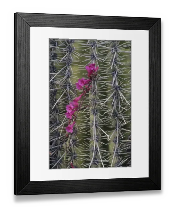 Framed Print : Thistle, Grand Canyon, Arizona, United States Framed Print : Thistle, Grand Canyon, Arizona, United States