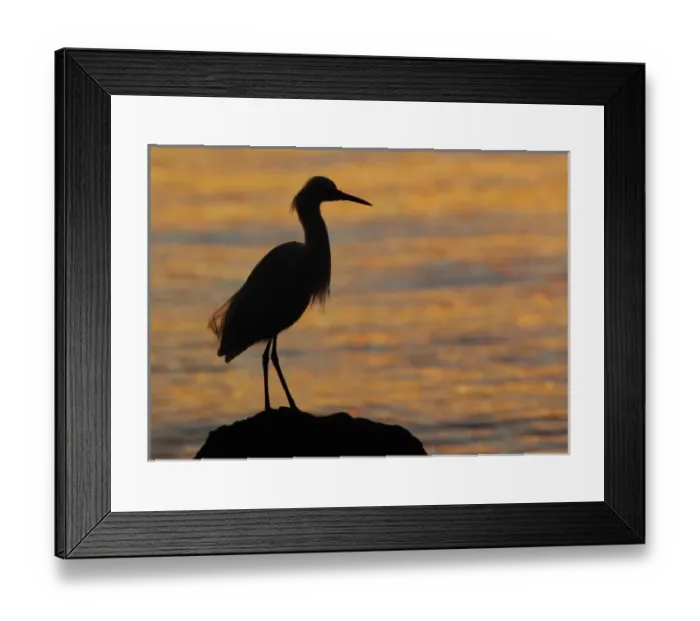 Framed Print : North America, USA, Florida, Mt. Dora, a snowy egret in silhouette perched on a rock Framed Print : North America, USA, Florida, Mt. Dora, a snowy egret in silhouette perched on a rock