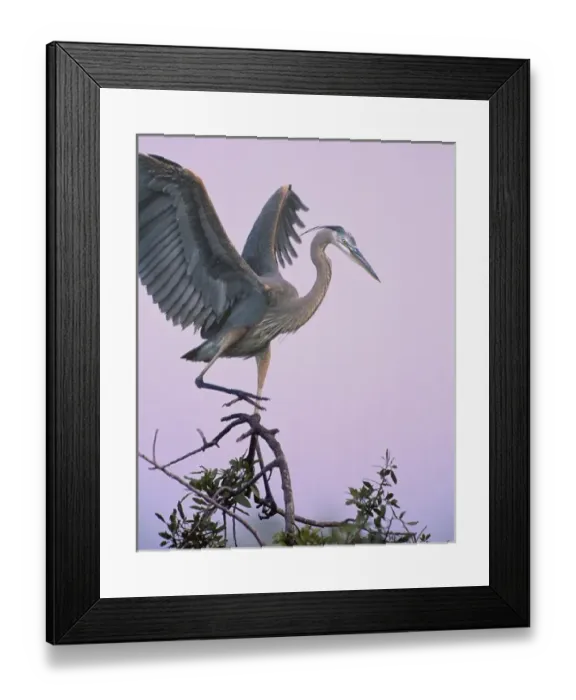 Framed Print : USA, Florida, Venice, Venice Rookery. Great blue heron landing on tree limb during nesting season
