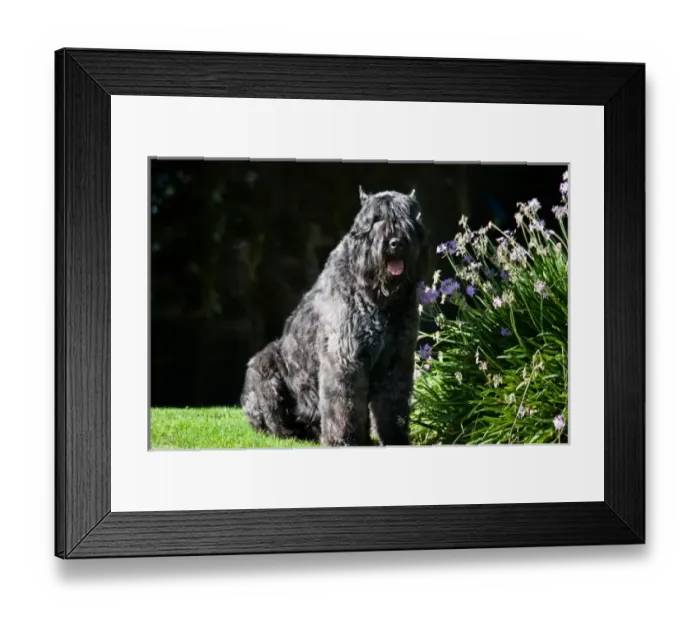 Framed Print : USA, North America, California