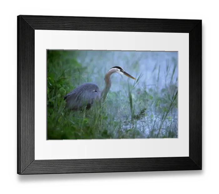 Framed Print : USA, Venice, Florida. Great blue heron hunting in morning fog Framed Print : USA, Venice, Florida. Great blue heron hunting in morning fog