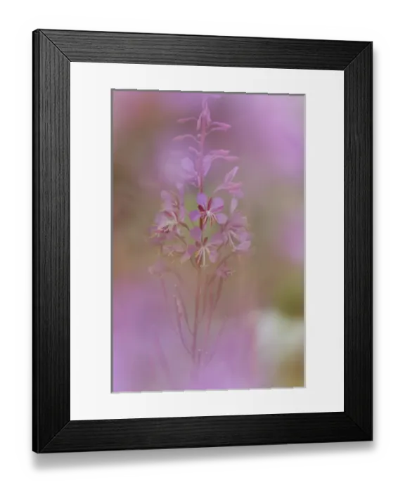 Framed Print : USA, Colorado, San Isabel National Forest. Impressionistic view of fireweed Framed Print : USA, Colorado, San Isabel National Forest. Impressionistic view of fireweed