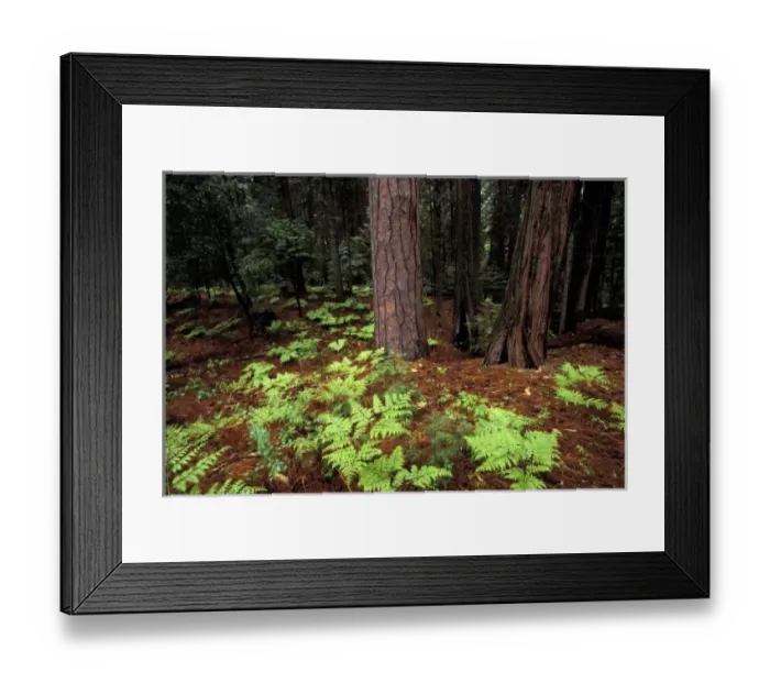 Framed Print : North America, USA, California, Yosemite National Park. Pine forest and firs