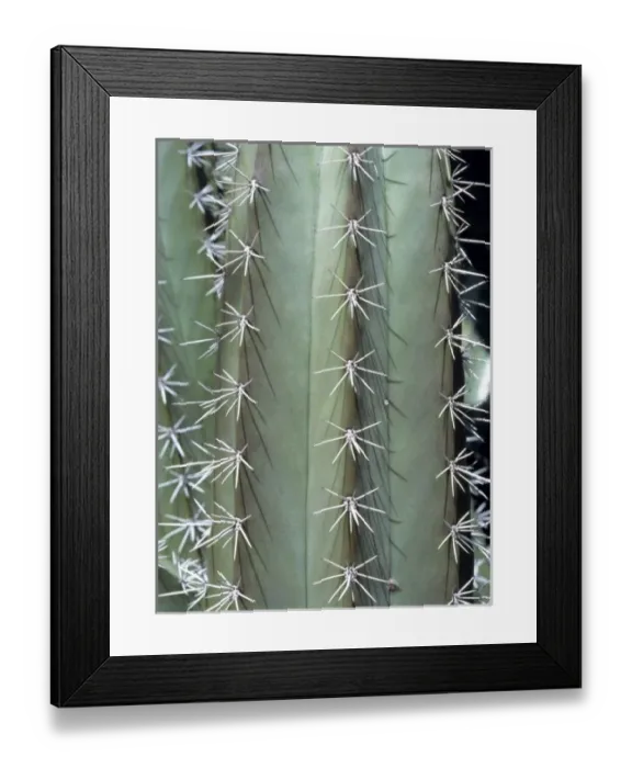 Framed Print : USA, Arizona, Saguaro NP. The skin of the saguaro cactus has water-storing tissues Framed Print : USA, Arizona, Saguaro NP. The skin of the saguaro cactus has water-storing tissues