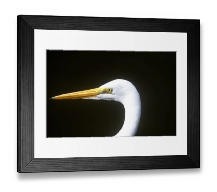 Framed Print : USA, Florida, Everglade NP, White Heron Framed Print : USA, Florida, Everglade NP, White Heron