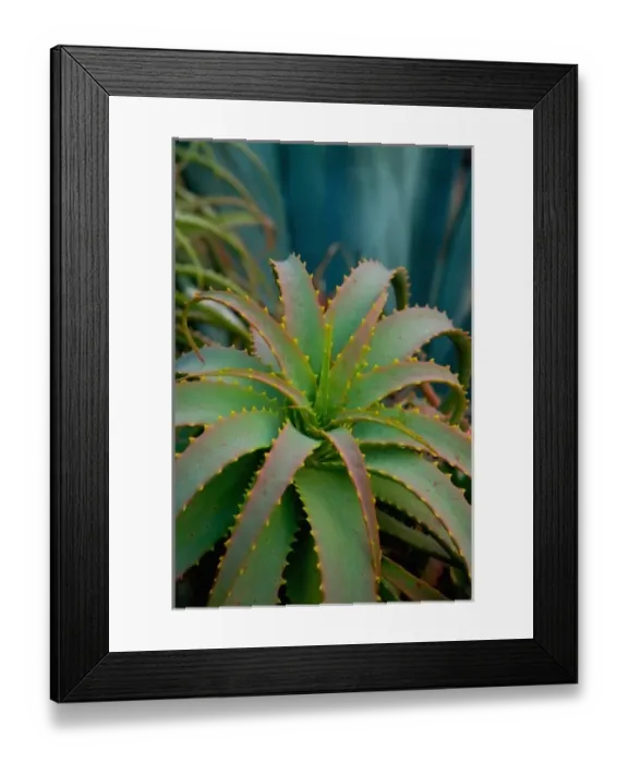 Framed Print : San Francisco Californias Golden Gate Park and the Conservatory of Flowers, Details
