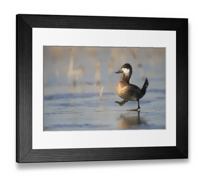 Framed Print : USA, North America, California Framed Print : USA, North America, California