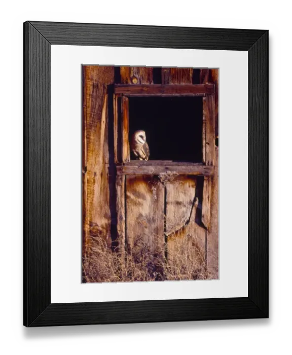 Framed Print : USA, Colorado, Barn Owl (Tyto alba) in barn Framed Print : USA, Colorado, Barn Owl (Tyto alba) in barn