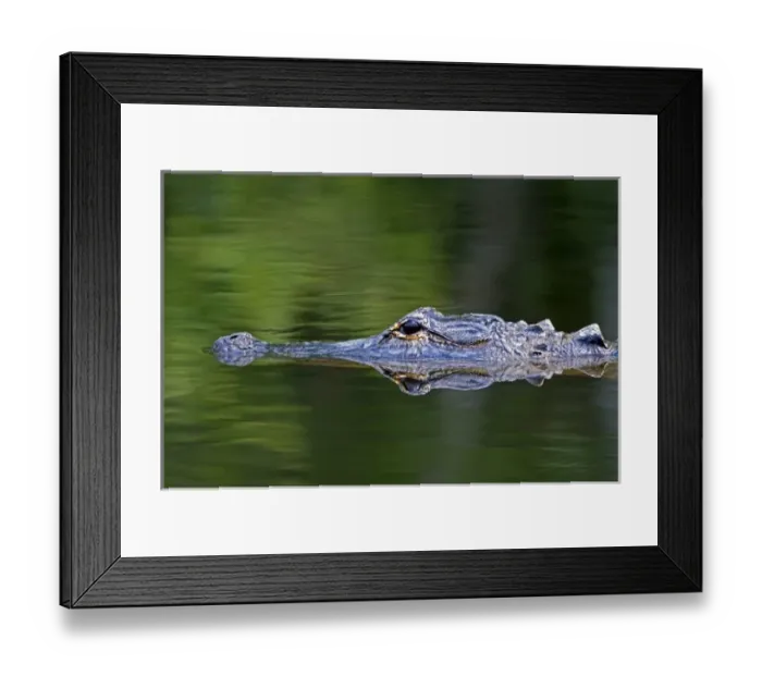Framed Print : American Alligator in Everglades National Park, Florida