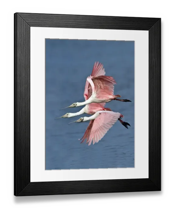 Framed Print : USA, Florida, Sanibel Island, Florida, Ding Darling NWR, Three Roseate Spoonbills Framed Print : USA, Florida, Sanibel Island, Florida, Ding Darling NWR, Three Roseate Spoonbills