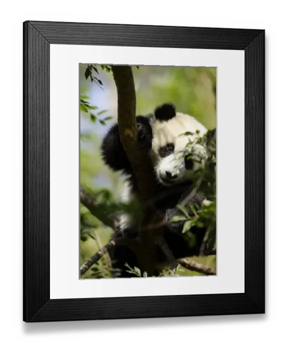 Framed Print : USA, North America, California Framed Print : USA, North America, California