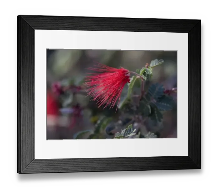 Framed Print : Red Fairy Duster, Calliandra californica, Sonoran Desert, Desert Botanical Garden Framed Print : Red Fairy Duster, Calliandra californica, Sonoran Desert, Desert Botanical Garden