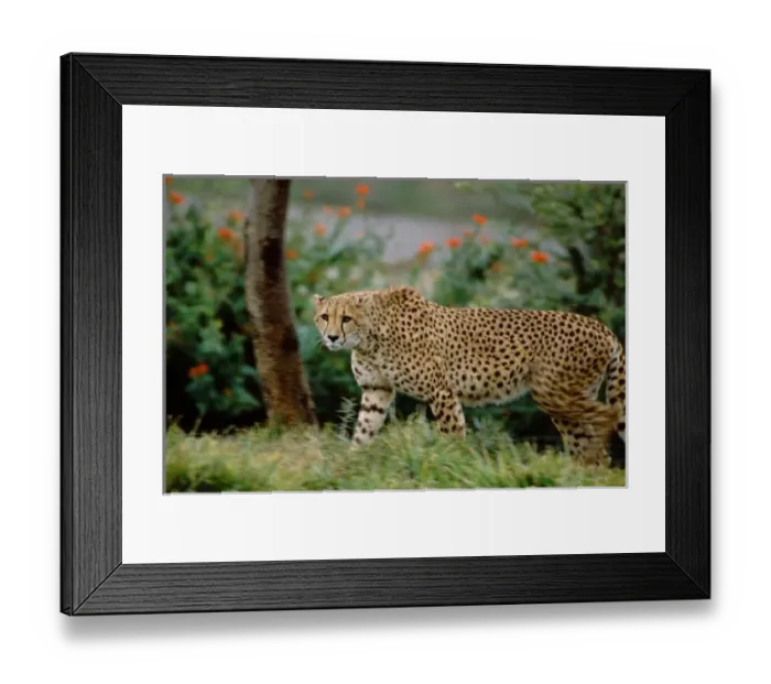 Framed Print : USA, North America, California