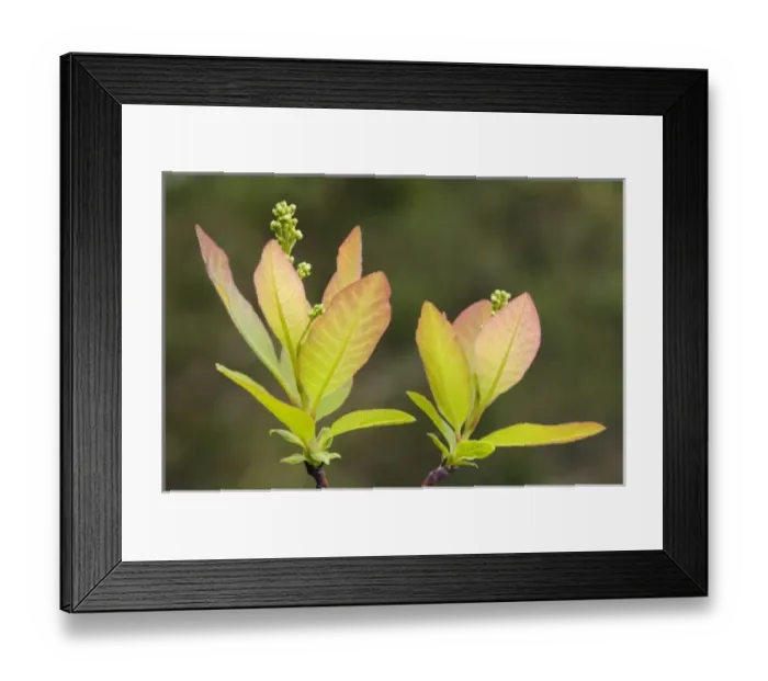 Framed Print : Spring leaves atop the Steel Creek Overlook, Buffalo River Trail, Buffalo National River Framed Print : Spring leaves atop the Steel Creek Overlook, Buffalo River Trail, Buffalo National River