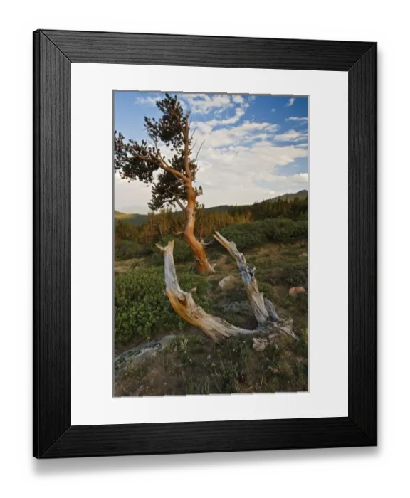 Framed Print : USA, Colorado, Mount Evans, Bristlecone Pine (Pinus longaeva) growing at timberline Framed Print : USA, Colorado, Mount Evans, Bristlecone Pine (Pinus longaeva) growing at timberline