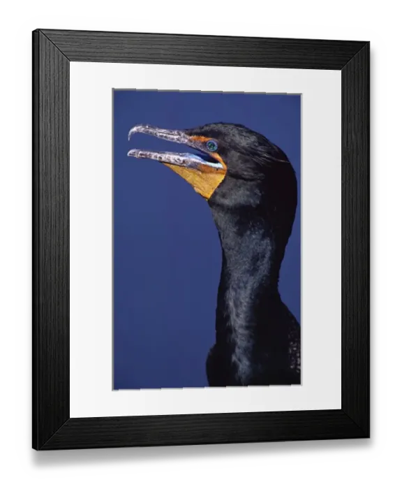 Framed Print : North America, USA, Florida, Everglades National Park, Anhinga Trail. A Double-crested Cormorant Framed Print : North America, USA, Florida, Everglades National Park, Anhinga Trail. A Double-crested Cormorant