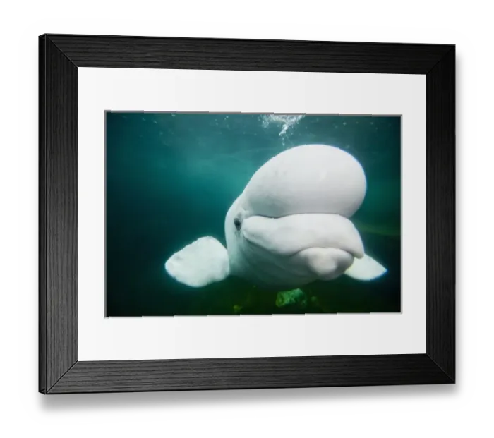 Framed Print : USA, Connecticut, Mystic, Captive Beluga Whale (Delphinapterus leucas) swimming inside Framed Print : USA, Connecticut, Mystic, Captive Beluga Whale (Delphinapterus leucas) swimming inside
