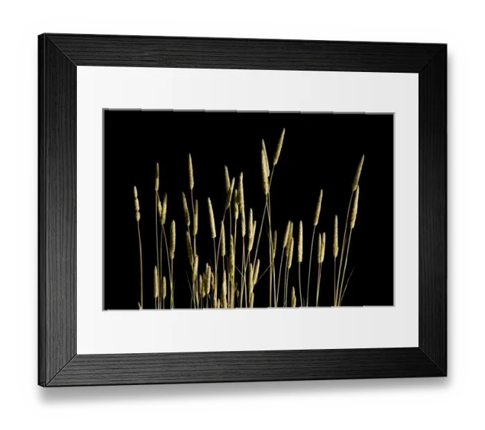 Framed Print : Tall grass, northern California Framed Print : Tall grass, northern California