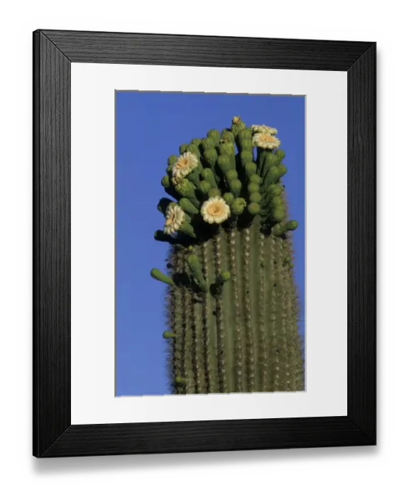 Framed Print : Giant saguaro cactus (Cereus giganteus) in bloom, Saguaro National Park, Tucson, Arizona Framed Print : Giant saguaro cactus (Cereus giganteus) in bloom, Saguaro National Park, Tucson, Arizona