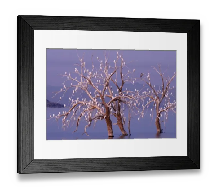 Framed Print : USA, California, Cattle Egret, Great Blue Heron, roost Framed Print : USA, California, Cattle Egret, Great Blue Heron, roost
