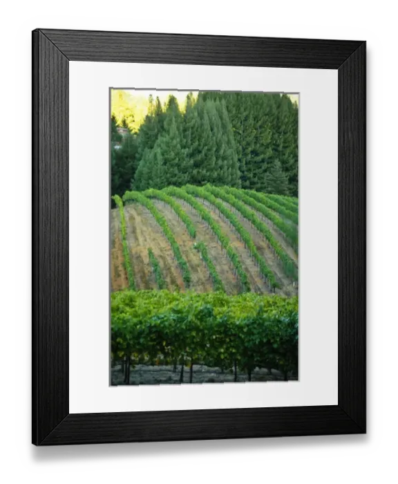 Framed Print : USA, California, Sonoma, Healdsburg. Sonoma grapes ready for crush Framed Print : USA, California, Sonoma, Healdsburg. Sonoma grapes ready for crush