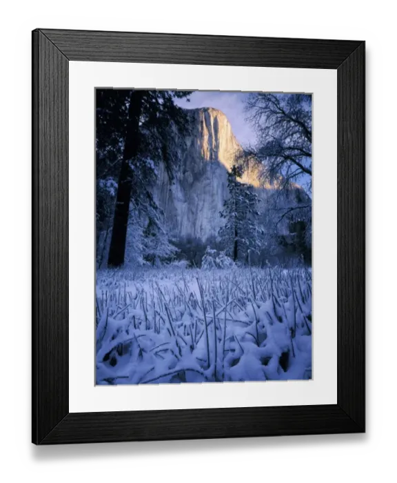 Framed Print : Yosemite National Park, California. USA. Morning light on El Capitan above fresh snow on sedges Framed Print : Yosemite National Park, California. USA. Morning light on El Capitan above fresh snow on sedges