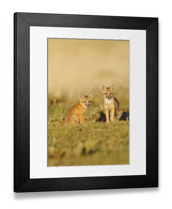 Framed Print : USA, North America, Colorado