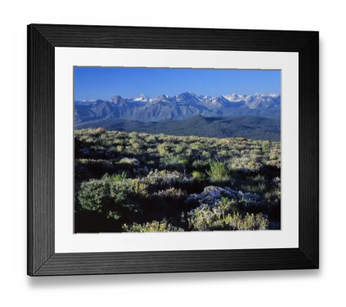 Framed Print : California. USA. Phlox in bloom at summit of Lookout Mountain. Sierra Nevada in distance Framed Print : California. USA. Phlox in bloom at summit of Lookout Mountain. Sierra Nevada in distance