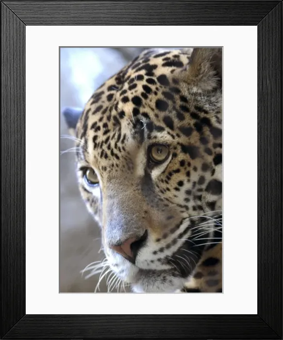 Framed Print : Portrait of Sacramento Zoos Female Jaguar (Panthera onca) Framed Print : Portrait of Sacramento Zoos Female Jaguar (Panthera onca)