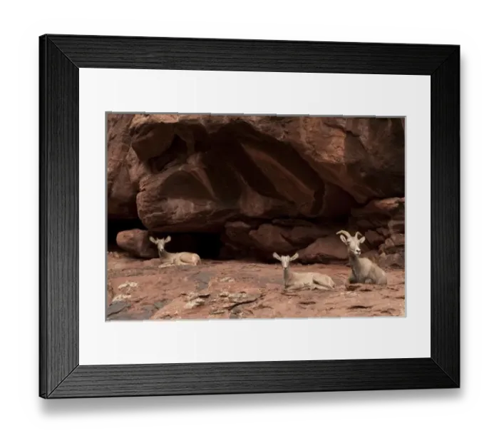Framed Print : United States, Colorado, Dinosaur National Monument, Green River, Gates of Lodore section Framed Print : United States, Colorado, Dinosaur National Monument, Green River, Gates of Lodore section