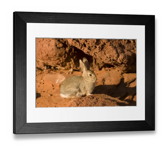 Framed Print : Adult mountain cottontail (Sylvilagus nuttallii) rabbit at Horseshoe Bend in wintertime