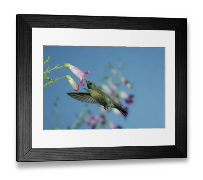 Framed Print : Madera Canyon, Arizona, USA Framed Print : Madera Canyon, Arizona, USA