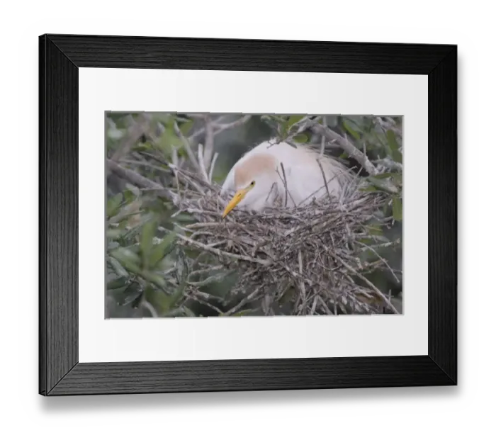 Framed Print : USA, Florida, St. Augustine Alligator Farm. Cattle egret on nest