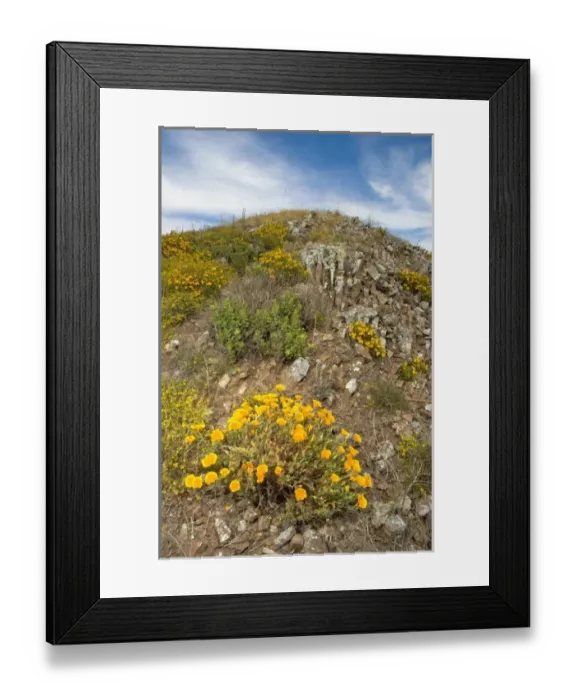 Framed Print : USA, North America, California